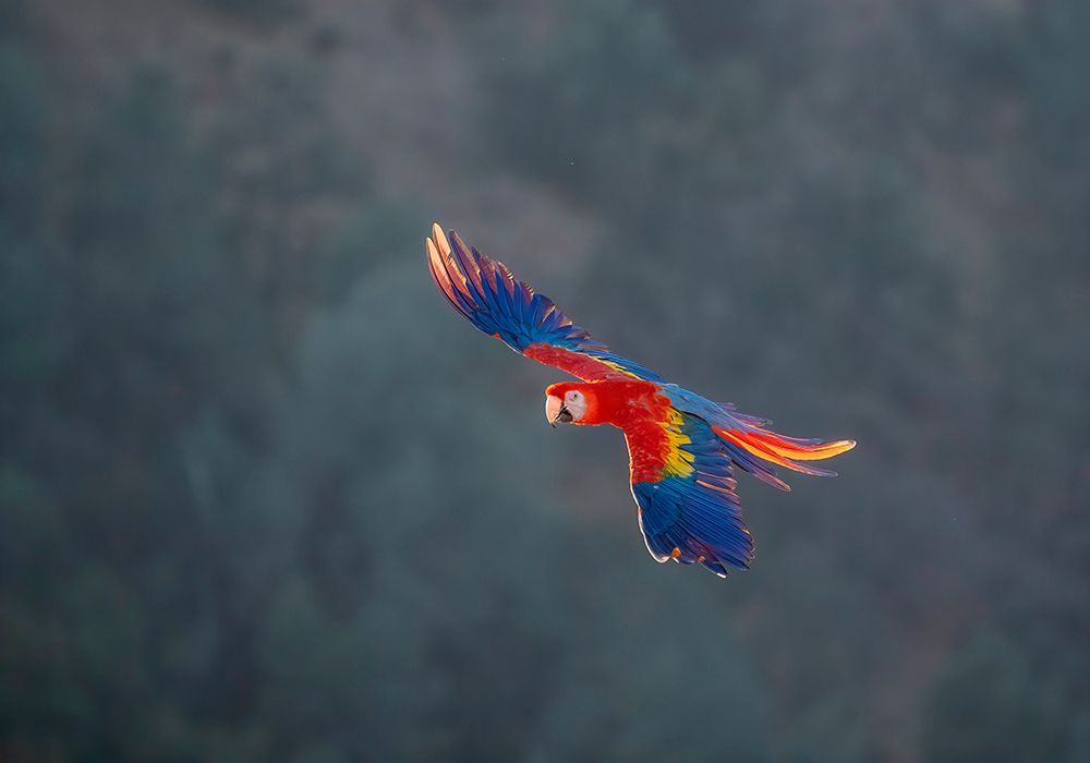 Red and Gold Macaw flying-Lotus-California-USA.